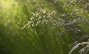 gras